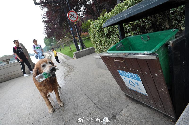 sabiaspalavras.com - Cachorro dá exemplo e retira mais de 2000 garrafas de plástico de rio na China