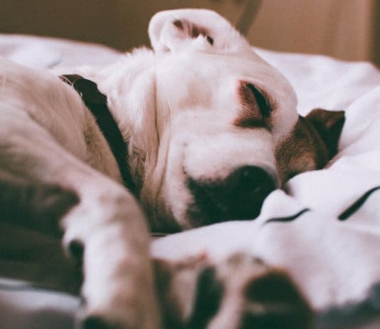 Cachorros sonham com os seus donos, afirma cientista