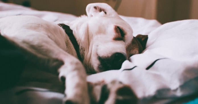 Cachorros sonham com os seus donos, afirma cientista