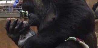 Imagem de gorila fêmea a beijar o seu bebé recém-nascido emociona o Mundo