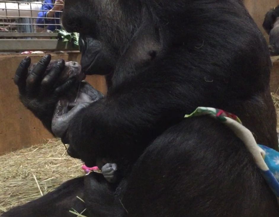 sabiaspalavras.com - Imagem de gorila fêmea a beijar o seu bebé recém-nascido emociona o Mundo
