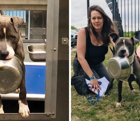 Cachorro de abrigo recusou-se a ser adoptado sem a sua tigela