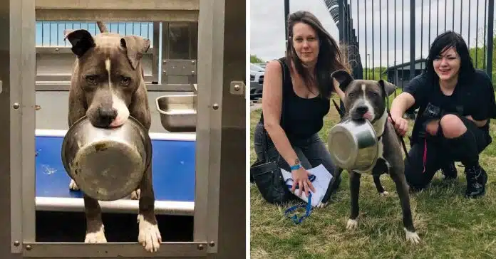 cachorro-de-abrigo-recusou-se-a-ser-adoptado-sem-a-sua-tigela Cachorro de abrigo recusou-se a ser adoptado sem a sua tigela