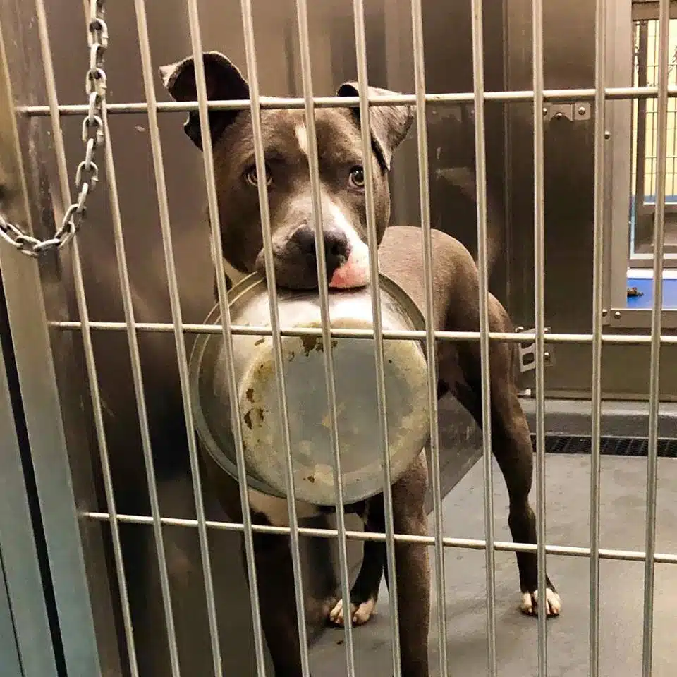 Cachorro de abrigo recusou-se a ser adoptado sem a sua tigela sabiaspalavras.com - Cachorro de abrigo recusou-se a ser adoptado sem a sua tigela