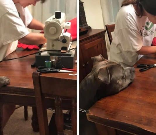 Cachorro rasga acidentalmente travesseiro preferido e espera ansiosamente que “avó” o arranje