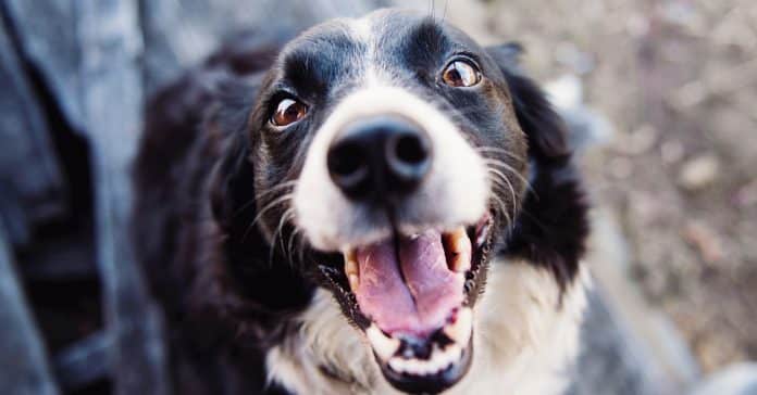Donos de cachorros tiram mais fotos aos seus patudos do que aos seus companheiros