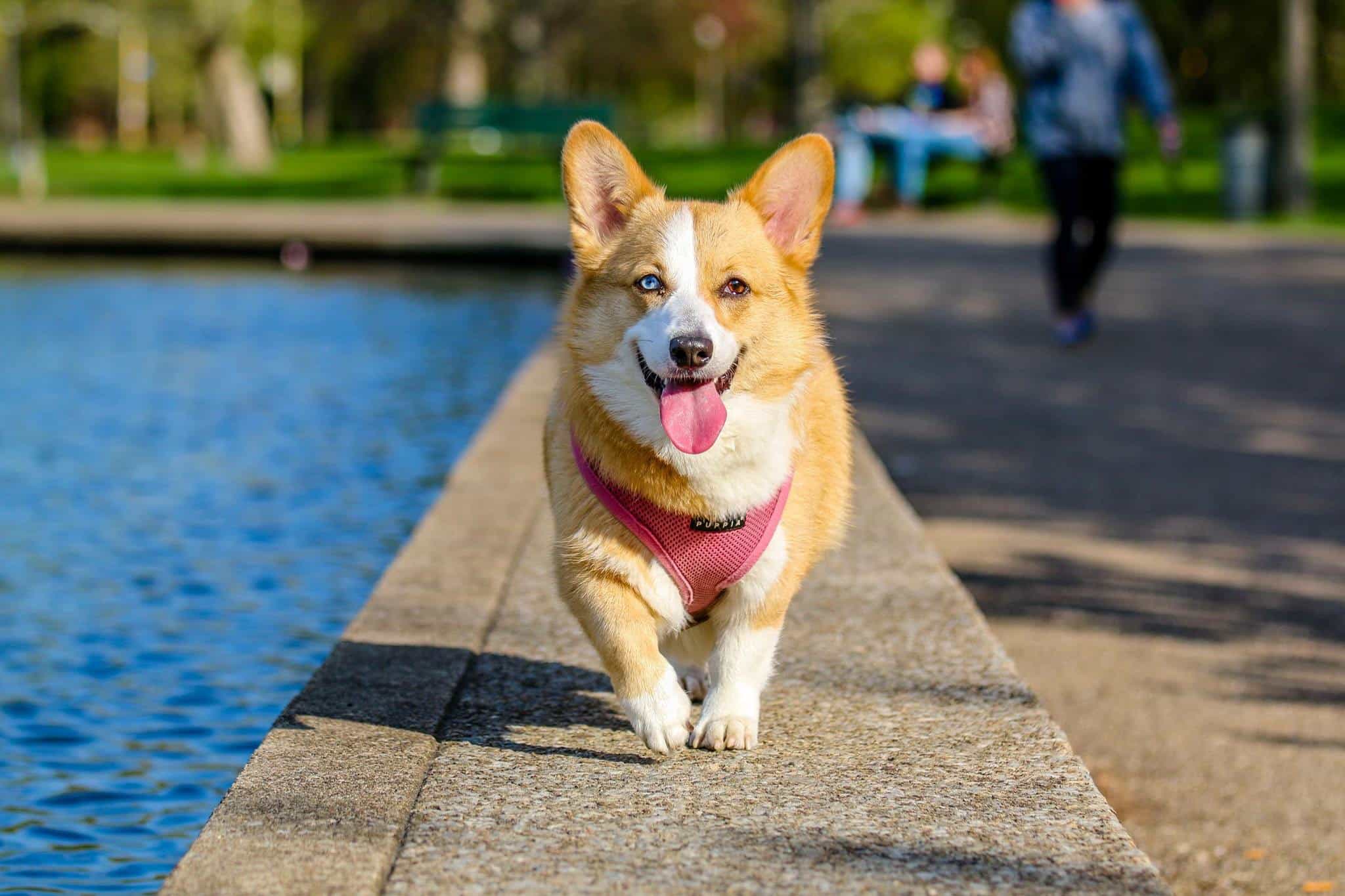 sabiaspalavras.com - Donos de cachorros tiram mais fotos aos seus patudos do que aos seus companheiros