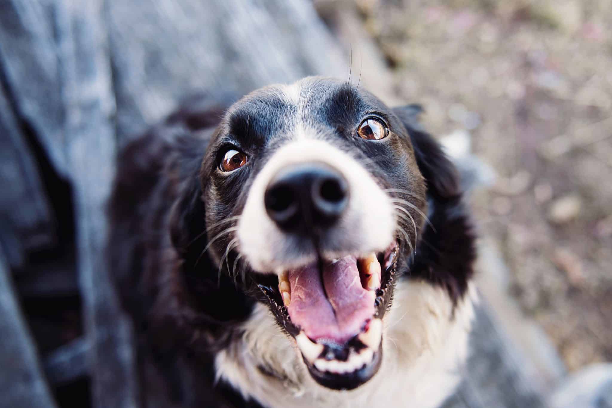 sabiaspalavras.com - Donos de cachorros tiram mais fotos aos seus patudos do que aos seus companheiros