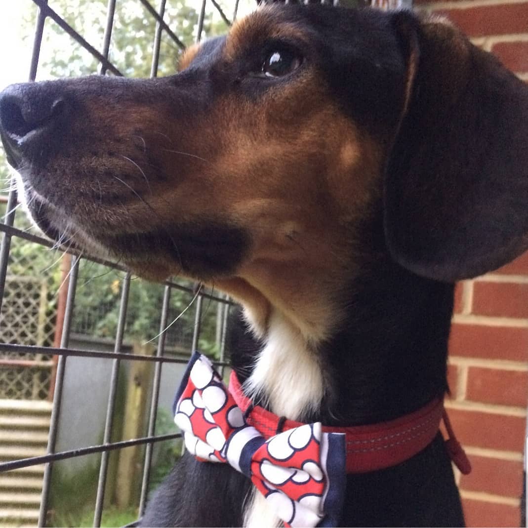 sabiaspalavras.com - Menino cria laços elegantes para ajudar cachorros e gatos de abrigos a encontrarem novas famílias