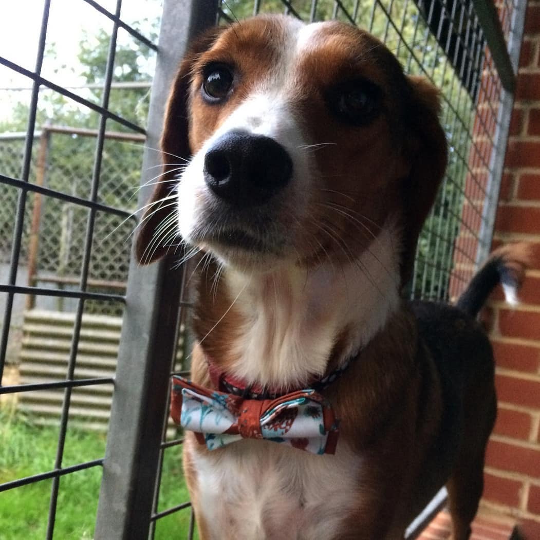 sabiaspalavras.com - Menino cria laços elegantes para ajudar cachorros e gatos de abrigos a encontrarem novas famílias