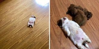 Cachorrinha causa sensação nas redes sociais com a sua forma de dormir