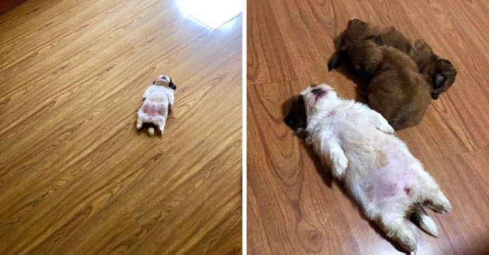 Cachorrinha causa sensação nas redes sociais com a sua forma de dormir