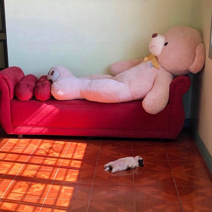 sabiaspalavras.com - Cachorrinha causa sensação nas redes sociais com a sua forma de dormir