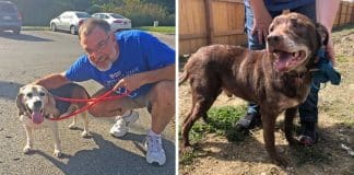 Homem cria santuário para cachorros idosos abandonados poderem viver bem os seus últimos anos de vida