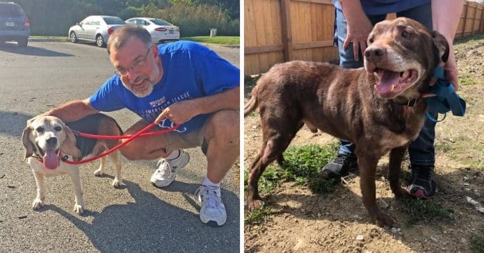 Homem cria santuário para cachorros idosos abandonados poderem viver bem os seus últimos anos de vida