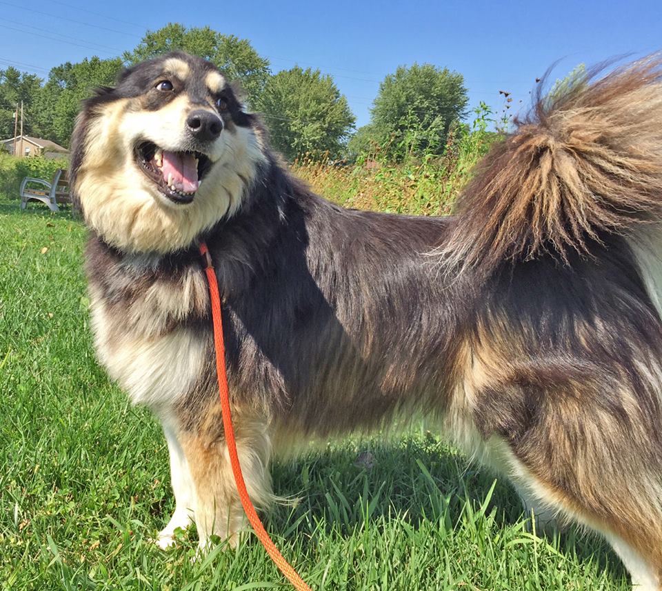 sabiaspalavras.com - Homem cria santuário para cachorros idosos abandonados poderem viver bem os seus últimos anos de vida