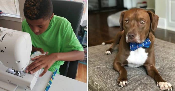 Menino cria laços elegantes para ajudar cachorros e gatos de abrigos a encontrarem novas famílias