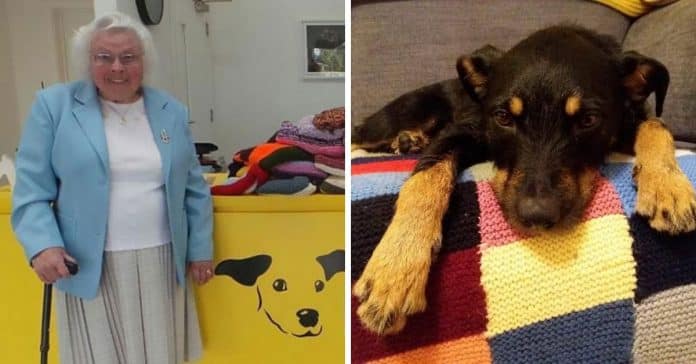 Aos 89 anos, mulher faz mantas e camisolas de malha para cachorros de abrigos