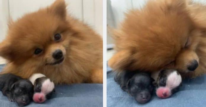 Cachorrinha recém-mamã sorri de felicidade ao lado das suas bebés