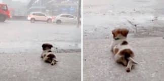Cachorrinho deita-se a contemplar a chuva a cair em pleno temporal e acaba por viralizar nas redes sociais