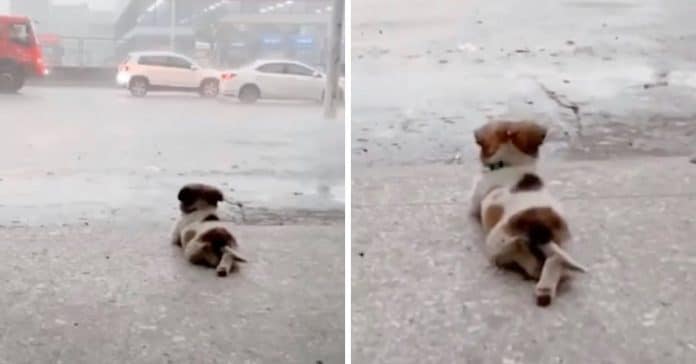 Cachorrinho deita-se a contemplar a chuva a cair em pleno temporal e acaba por viralizar nas redes sociais