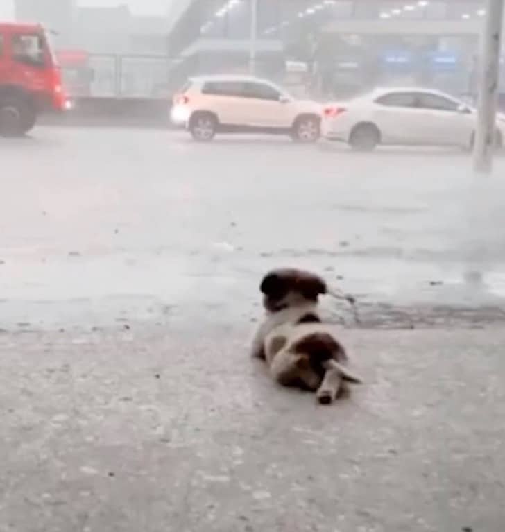 sabiaspalavras.com - Cachorrinho deita-se a contemplar a chuva a cair em pleno temporal e acaba por viralizar nas redes sociais