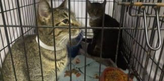Cidade americana permite que multas de estacionamento sejam pagas com doação de ração para gatos