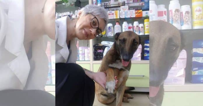 Farmacêutica vê cachorro abandonado à porta da farmácia e percebe que está a pedir ajuda