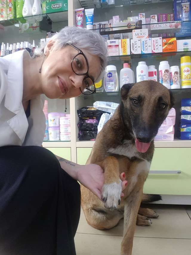 sabiaspalavras.com - Farmacêutica vê cachorro abandonado à porta da farmácia e percebe que está a pedir ajuda