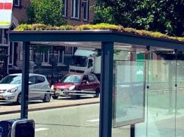 Holanda transforma paragens de ônibus em pequenos jardins para abelhas