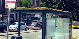 Holanda transforma paragens de ônibus em pequenos jardins para abelhas