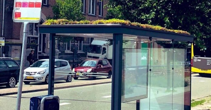 Holanda transforma paragens de ônibus em pequenos jardins para abelhas