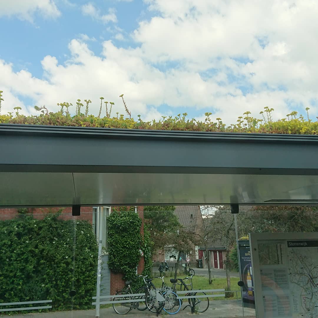 sabiaspalavras.com - Holanda transforma paragens de ônibus em pequenos jardins para abelhas