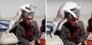 Idosa foi diagnosticada com demência e o seu gato não pára de lhe acariciar a cabeça