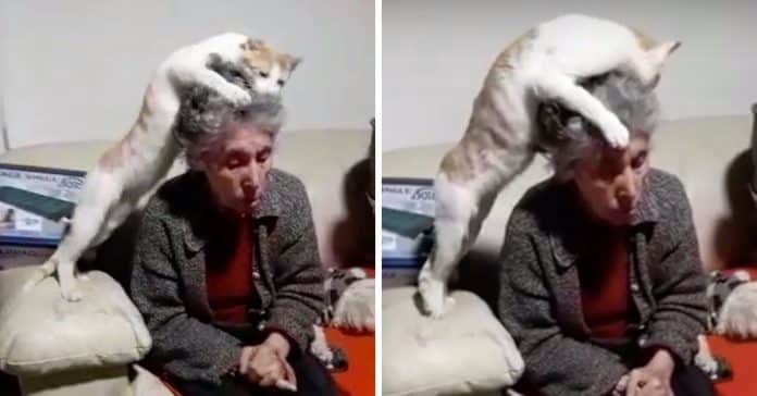 Idosa foi diagnosticada com demência e o seu gato não pára de lhe acariciar a cabeça
