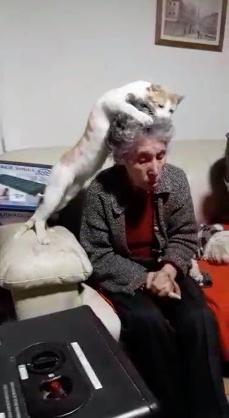 sabiaspalavras.com - Idosa foi diagnosticada com demência e o seu gato não pára de lhe acariciar a cabeça