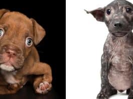 Sessão fotográfica mostra beleza natural de cachorros com deficiência