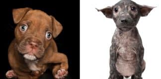 Sessão fotográfica mostra beleza natural de cachorros com deficiência