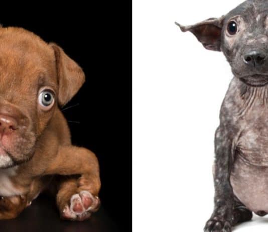 Sessão fotográfica mostra beleza natural de cachorros com deficiência