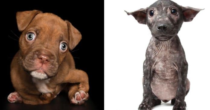 Sessão fotográfica mostra beleza natural de cachorros com deficiência