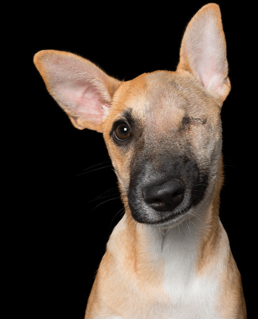 sabiaspalavras.com - Sessão fotográfica mostra beleza natural de cachorros com deficiência