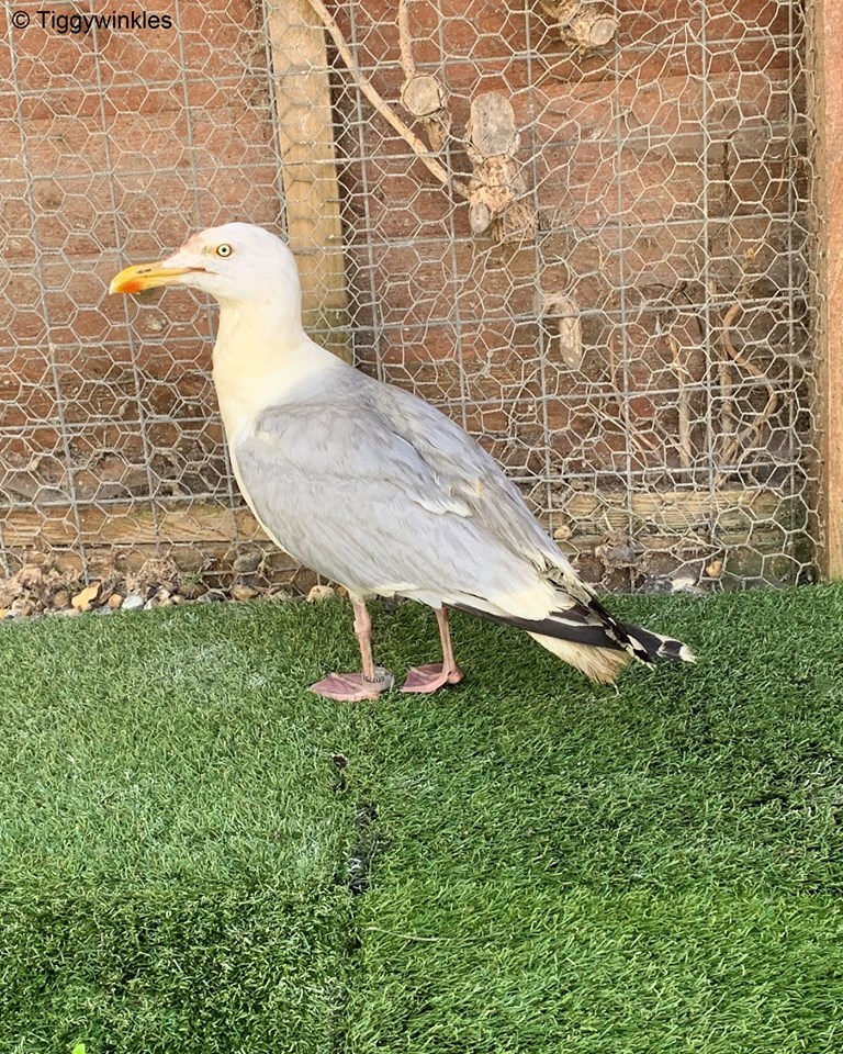 sabiaspalavras.com - Veterinários tratam ave exótica até que percebem que, na realidade, é apenas uma gaivota coberta de caril