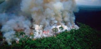 A floresta da Amazónia está a arder e é urgente ajudar