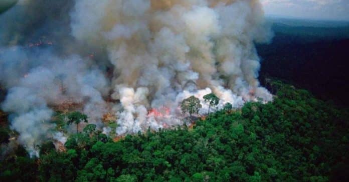 A floresta da Amazónia está a arder e é urgente ajudar