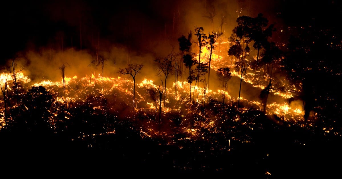 sabiaspalavras.com - A floresta da Amazónia está a arder e é urgente ajudar