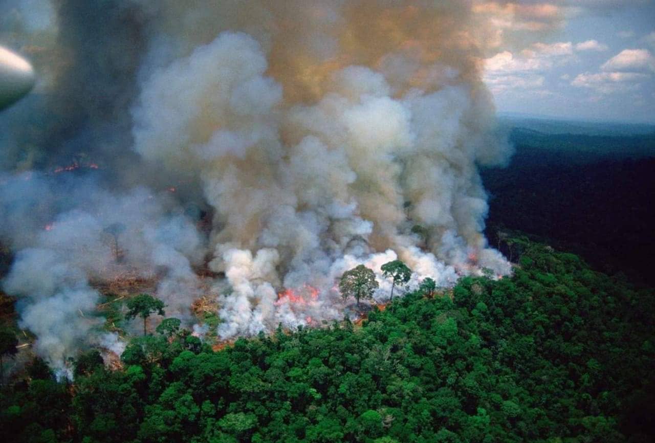 sabiaspalavras.com - A floresta da Amazónia está a arder e é urgente ajudar