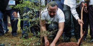 Etiópia ultrapassa recorde mundial de plantação de árvores ao plantar 350 milhões de árvores em 12 horas