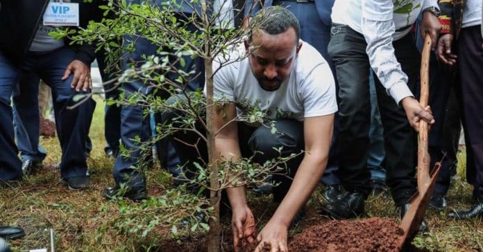 Etiópia ultrapassa recorde mundial de plantação de árvores ao plantar 350 milhões de árvores em 12 horas