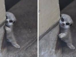 Suricata bebé faz as delícias dos internautas numa sessão fotográfica adorável