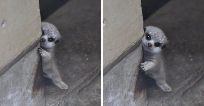 Suricata bebé faz as delícias dos internautas numa sessão fotográfica adorável